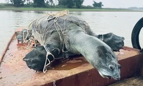 Hồ Đồng Mô còn rùa Hoàn Kiếm?