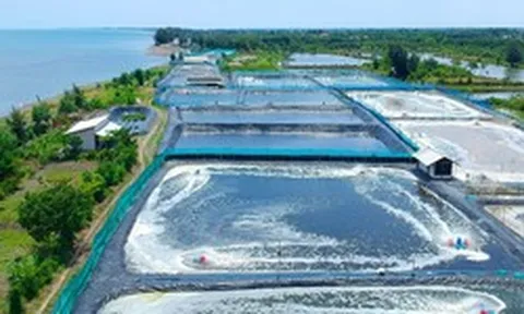 Một ‘mỏ vàng' dưới biển mang về cho Việt Nam 3,3 tỷ đô, riêng Trung Quốc chiếm 1/3