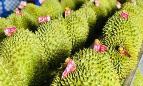 Sầu riêng Malaysia xuất khẩu sang Trung Quốc bằng đường biển: Thách thức cho Việt Nam