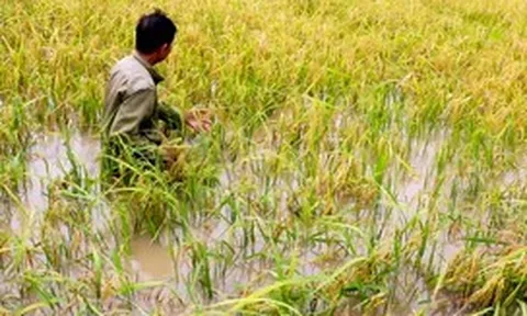 Hơn 4.200 hecta lúa ở Cà Mau bị ngập do mưa lớn kéo dài kèm dông lốc