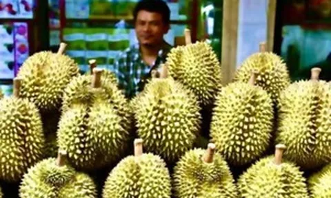 Quốc gia láng giềng âm thầm gom 15.000 ha trái cây vua, cạnh tranh trực tiếp với Việt Nam