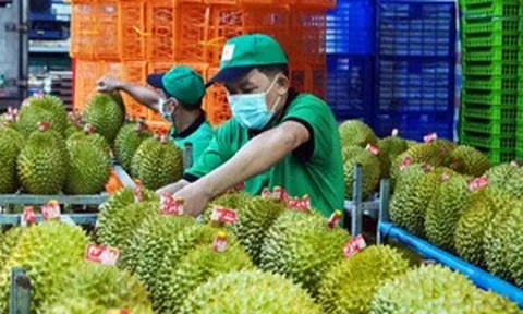 Một quốc gia chi gần 2 tỷ USD mua sầu riêng Việt Nam, gần như bao trọn tổng kim ngạch xuất khẩu
