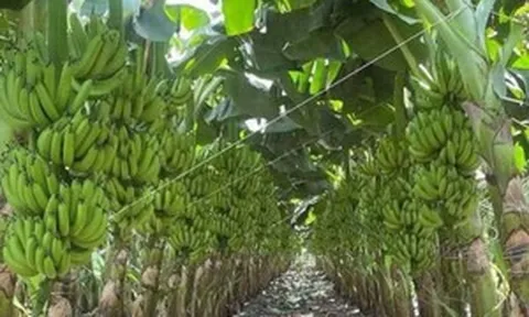 Nhờ đặc quyền 0% thuế nhập khẩu vào thị trường tỷ dân, một loại quả quen thuộc thu gần 7.000 tỷ đồng cho ngành nông nghiệp Việt Nam