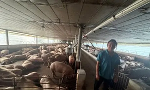 10.000 tấn thịt sử dụng chất siêu tạo nạc tuồn ra thị trường: Heo tăng 30kg trong 30 ngày, trước khi bán cho dùng giải độc gan