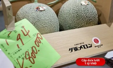 Cặp dưa lưới có giá gần 1 tỷ đồng