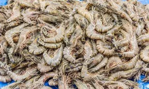 Một ngư dân già chia sẻ mẹo mua tôm: "Tôi không bao giờ cho người thân ăn 5 loại tôm này!"