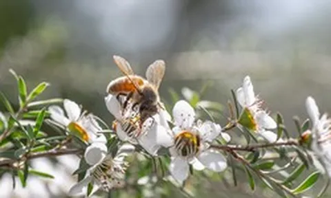 Đặc sản đắt như vàng được giới thượng lưu săn đón, Việt Nam cũng có loại bản địa đỉnh chẳng kém cạnh