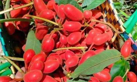 Đằng sau thứ quả rừng mang tên gọi lạ lùng đang được giới sành ăn thành phố lùng mua với giá cao