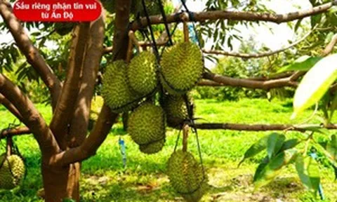 Thị trường 1,4 tỷ dân đã quyết định cấp visa cho sầu riêng Việt Nam
