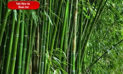 Bền hơn kin loại tới 81%, vỏ smartphone tương lai có thể được làm từ thân của loại cây có mặt khắp Việt Nam