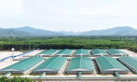 Bán 78 triệu con mỗi năm, tập đoàn chăn nuôi lợn lớn nhất thế giới đến từ Trung Quốc vừa rót 3.600 tỷ vào Gia Lai xây trang trại