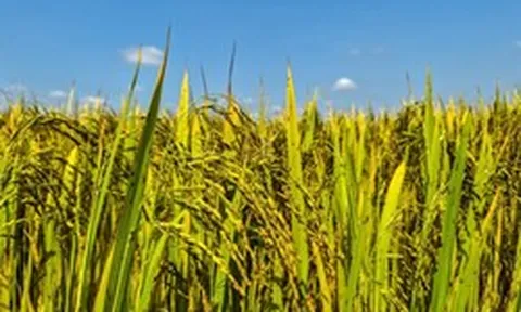 Không phải Thái Lan, xuất hiện một đối thủ mới của gạo Việt Nam: Đặt mục tiêu xuất khẩu 3 triệu tấn gạo, đang bội thu đơn hàng tại Philippines