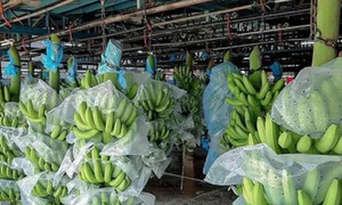 'Trái cây hạnh phúc' của Việt Nam chinh phục thị trường khó tính bậc nhất thế giới, thị phần tăng gần 18 lần vượt mốc 46.000 tấn