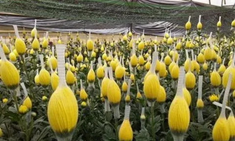 Một loài hoa bán đầy chợ Việt 'làm mưa làm gió' tại thị trường khó tính bậc nhất châu Á, thu gần 800 tỷ đồng chỉ sau 8 tháng