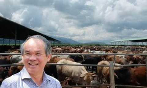 Từng cứu nguy cho Hoàng Anh Gia Lai, vì sao đàn bò của bầu Đức giờ chỉ còn là dĩ vãng?