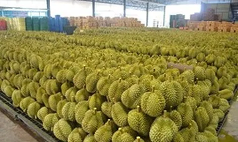 Việt Nam có một tỷ phú sang Campuchia quy hoạch hàng nghìn ha sầu riêng: Chuyên xuất khẩu sang Trung Quốc, Nhật Bản, mục tiêu thu hoạch 40.000 tấn mỗi vụ