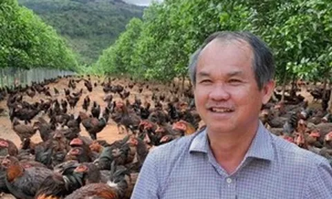 Bầu Đức từng thử nuôi 100.000 con gà ăn chuối, hiện thực tế ra sao?