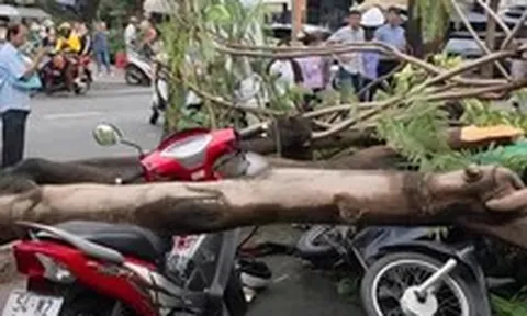 Cây phượng bật gốc, đè chết người đàn ông đứng chờ người thân ở TP.HCM