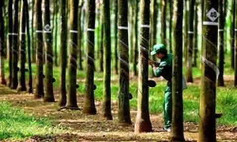 Công ty cao su báo doanh thu cao nhất 55 quý, cổ phiếu đã tăng 30% trong 3 tháng qua