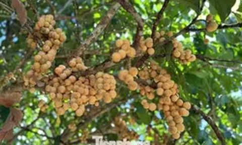 Bội thu đặc sản bòn bon 'tiến vua'
