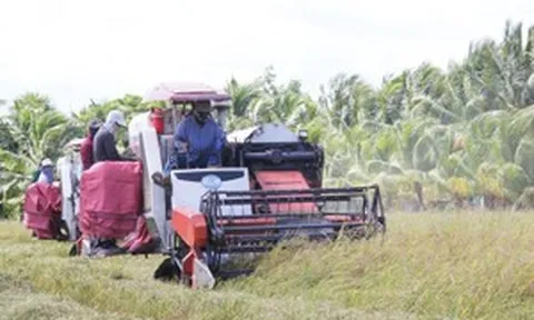 Trung Quốc chi nửa tỷ USD mua 1 triệu tấn gạo từ Việt Nam để làm thức ăn chăn nuôi