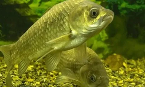 Cá không xương dăm do nước láng giềng Việt Nam phát minh: Có gì đặc biệt để kỳ vọng ‘xoay chuyển’ ngành thực phẩm?