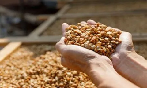 Chuẩn bị 65.000 ha nguyên liệu sạch, một tỉnh Tây Bắc Bộ sắp đưa hạt Arabica lên sàn giao dịch lớn nhất nước Mỹ