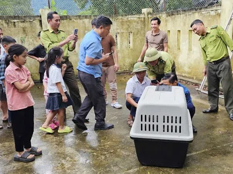 Bắn thuốc mê bắt giữ cá thể Voọc tấn công người đi đường ở Phong Nha