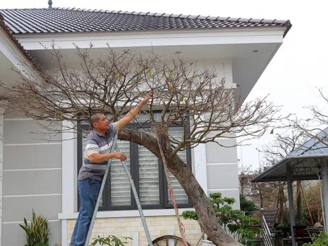 Bán 4 cây mai vàng, người nông dân ở Quảng Ninh đủ tiền xây nhà đẹp