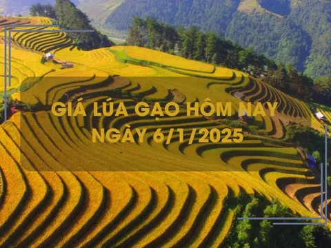 Giá lúa gạo hôm nay 6/1: giá lúa dao động 7.800 - 8.000 đồng/kg