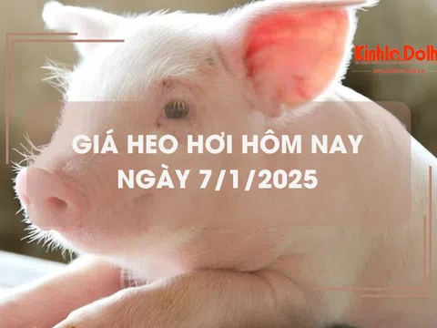 Giá heo hơi hôm nay 7/1: Hà Nội tiếp tục thu mua heo hơi tại mức 69.000 đồng/kg