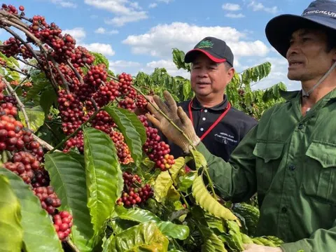 Giá cà phê hôm nay 8/1/2025: 2 sàn tiếp tục tăng, Robusta vượt 5.000 USD/tấn