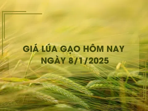 Giá lúa gạo hôm nay 8/1: giá lúa quay đầu giảm mạnh