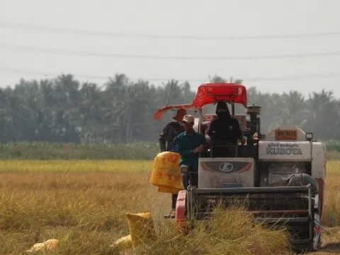 Giá lúa giảm sâu, nông dân mất vui