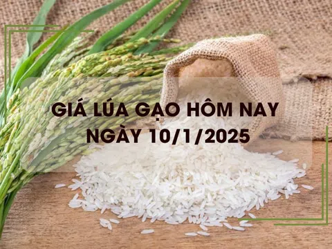 Giá lúa gạo hôm nay 10/1: giá gạo tăng giá lúa giảm