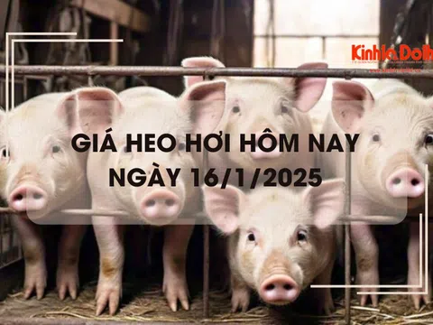 Giá heo hơi hôm nay 16/1: tăng giảm không đồng nhất