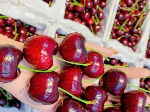 Cherry đắt đỏ vẫn ‘cháy hàng’, bất ngờ với 'sầu riêng giải cứu' 50.000 đồng/kg