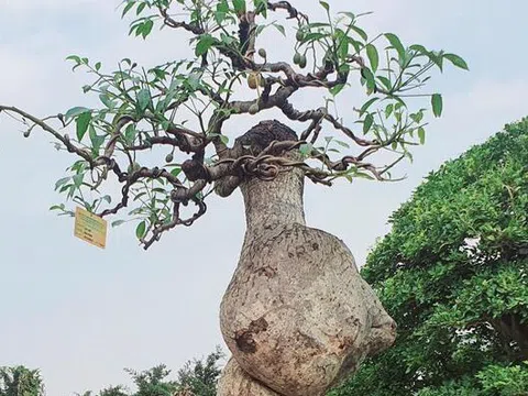 ‘Cóc ghẻ’ lên chậu thành bonsai hàng trăm triệu đồng