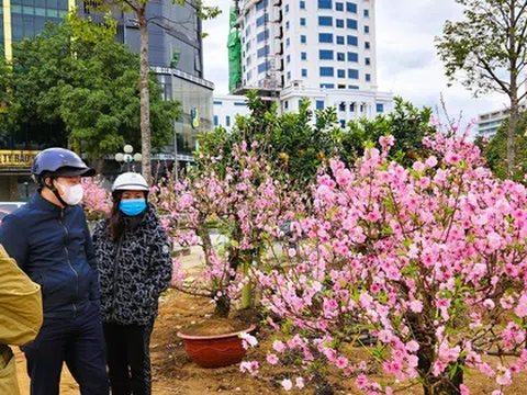 Đào bung nở khắp phố dưới mưa rét, tiểu thương "cắn răng" xả lỗ