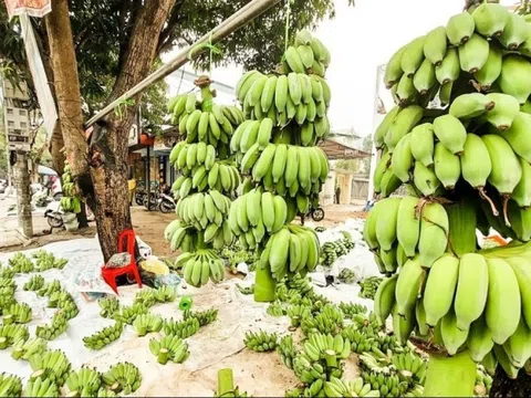 Giải mã nguyên nhân chuối tiêu giá lên tới mấy trăm nghìn dịp cận Tết Nguyên đán 2025