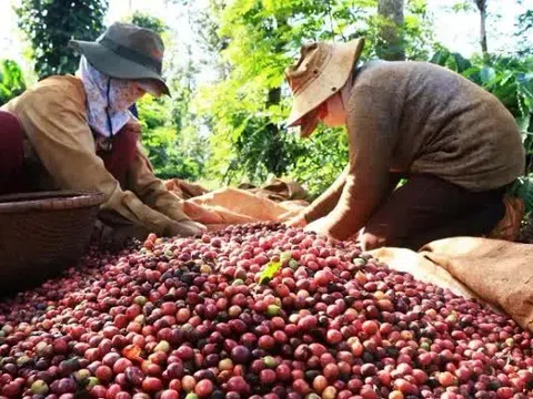 Giá cà phê Arabica tăng kỷ lục