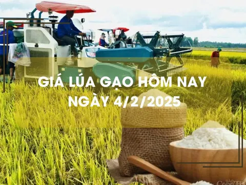 Giá lúa gạo hôm nay 4/2: giá lúa giảm 1.000 đồng/kg