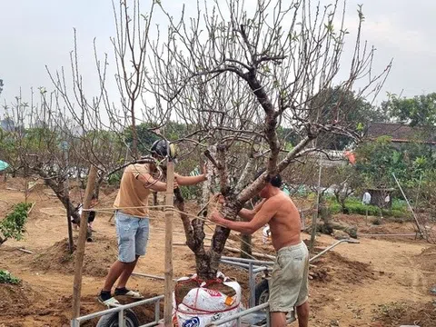 Nông dân Nhật Tân tất bật chăm sóc vườn đào sau Tết