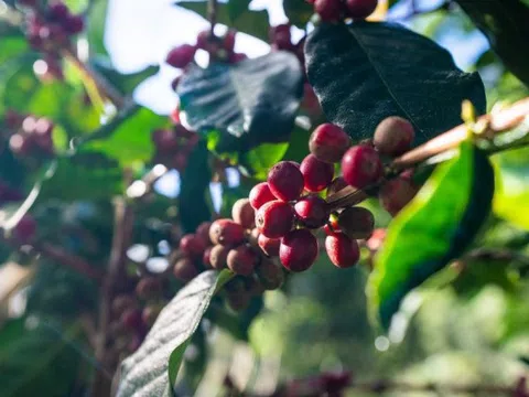 Giá cà phê hôm nay 6/2/2025: Arabica tăng không điểm dừng, Robusta thêm cả trăm USD/tấn