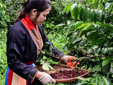 Giá cà phê hôm nay 7/2/2025: Arabica liên tiếp lập kỷ lục, tăng liền 12 ngày