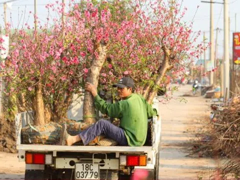 Đào Nhật Tân từ phố về vườn, chờ 'hồi sinh' cho Tết năm sau