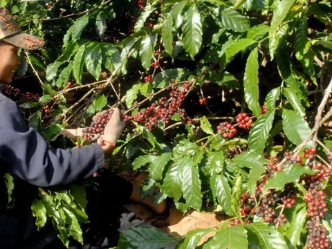 Giá cà phê hôm nay 8/2/2025: nhiều nguyên nhân khiến Arabica không lập tiếp kỷ lục