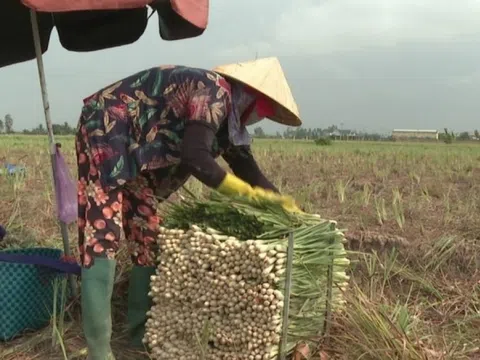 Nông dân Tiền Giang 'bắt sóng' cây trồng mới: Loại cây thơm nức, dễ chăm mà thu hoạch cao gấp 3 lần trồng lúa!