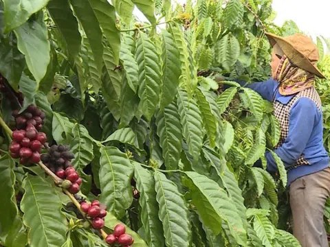 Giá cà phê hôm nay 12/2/2025: đầu cơ chốt lời, Arabica kéo Robusta cùng giảm