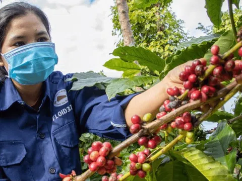 Giá cà phê hôm nay 13/2/2025: 2 sàn tiếp tục tăng, Arabica chưa có điểm dừng